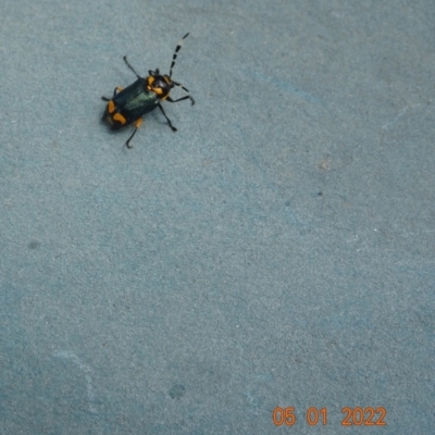 Aporocera sp. (genus) (Unidentified Aporocera leaf beetle) at Kosciuszko National Park - 5 Jan 2022 by GirtsO