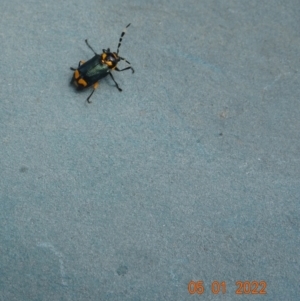 Aporocera sp. (genus) at Tantangara, NSW - 5 Jan 2022