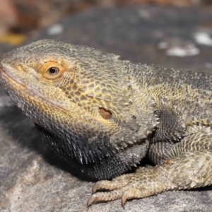 Pogona vitticeps at Acton, ACT - 5 Jan 2022