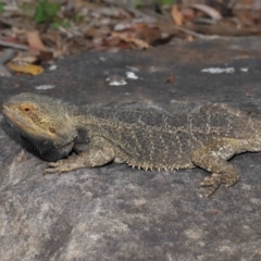 Pogona vitticeps at Acton, ACT - 5 Jan 2022 10:11 AM