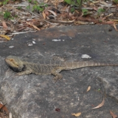 Pogona vitticeps at Acton, ACT - 5 Jan 2022