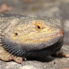 Pogona vitticeps at Acton, ACT - 5 Jan 2022