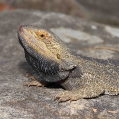 Pogona vitticeps at Acton, ACT - 5 Jan 2022