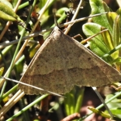 Epidesmia hypenaria (Long-nosed Epidesmia) at Cotter River, ACT - 4 Jan 2022 by JohnBundock