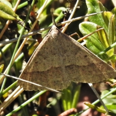 Epidesmia hypenaria (Long-nosed Epidesmia) at Cotter River, ACT - 4 Jan 2022 by JohnBundock