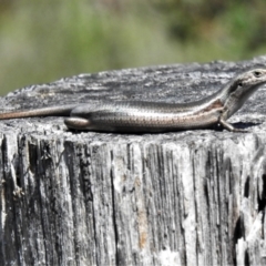 Pseudemoia entrecasteauxii (Woodland Tussock-skink) at Cotter River, ACT - 3 Jan 2022 by JohnBundock