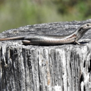 Pseudemoia entrecasteauxii at Cotter River, ACT - 4 Jan 2022