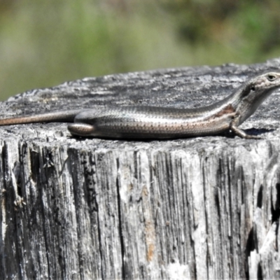 Pseudemoia entrecasteauxii (Woodland Tussock-skink) at Namadgi National Park - 3 Jan 2022 by JohnBundock