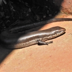 Pseudemoia entrecasteauxii (Woodland Tussock-skink) at Cotter River, ACT - 4 Jan 2022 by JohnBundock