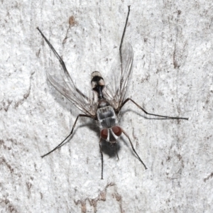 Prosena sp. (genus) at Acton, ACT - 5 Jan 2022 10:45 AM