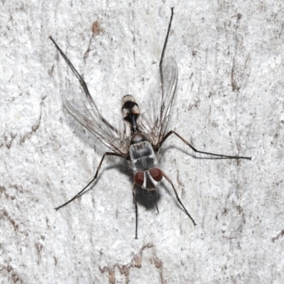 Prosena sp. (genus) (A bristle fly) at Acton, ACT - 4 Jan 2022 by TimL