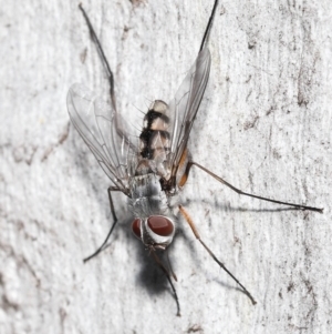 Prosena sp. (genus) at Acton, ACT - 5 Jan 2022 10:45 AM