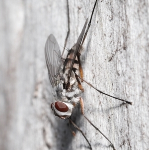 Prosena sp. (genus) at Acton, ACT - 5 Jan 2022 10:45 AM