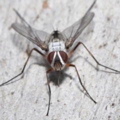 Prosena sp. (genus) at Acton, ACT - 5 Jan 2022 10:45 AM