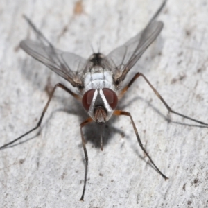 Prosena sp. (genus) at Acton, ACT - 5 Jan 2022 10:45 AM