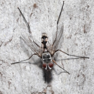 Prosena sp. (genus) at Acton, ACT - 5 Jan 2022 10:45 AM