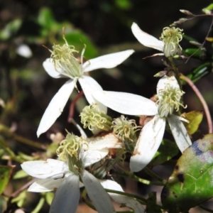 Clematis aristata at Cotter River, ACT - 4 Jan 2022