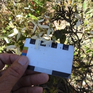 Clematis aristata at Cotter River, ACT - 4 Jan 2022 12:46 PM