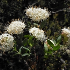 Pimelea ligustrina subsp. ciliata at Cotter River, ACT - 4 Jan 2022 by JohnBundock