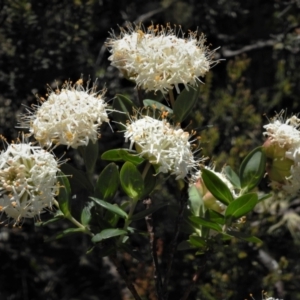 Pimelea ligustrina subsp. ciliata at Cotter River, ACT - 4 Jan 2022