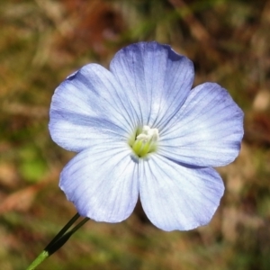 Linum marginale at Cotter River, ACT - 4 Jan 2022