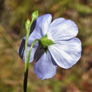 Linum marginale at Cotter River, ACT - 4 Jan 2022