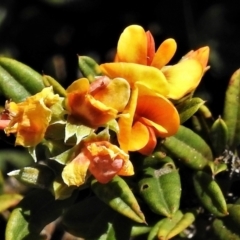 Podolobium alpestre (Shaggy Alpine Pea) at Cotter River, ACT - 3 Jan 2022 by JohnBundock