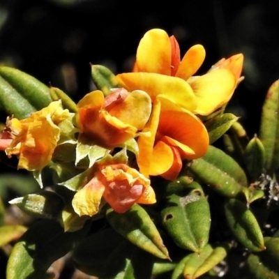 Podolobium alpestre (Shaggy Alpine Pea) at Cotter River, ACT - 3 Jan 2022 by JohnBundock