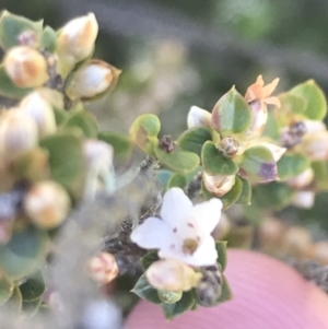 Epacris microphylla at Cotter River, ACT - 28 Dec 2021