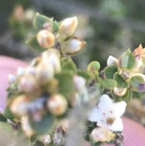 Epacris microphylla at Cotter River, ACT - 28 Dec 2021 12:05 PM