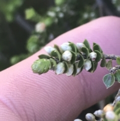 Epacris microphylla at Cotter River, ACT - 28 Dec 2021