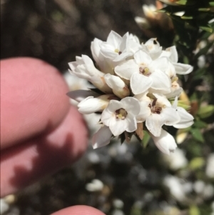 Epacris paludosa at Cotter River, ACT - 28 Dec 2021