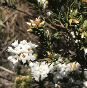 Epacris paludosa at Cotter River, ACT - 28 Dec 2021