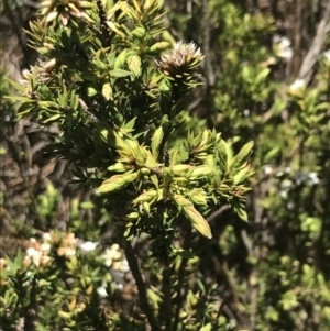 Epacris paludosa at Cotter River, ACT - 28 Dec 2021