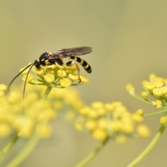 Unidentified Wasp (Hymenoptera, Apocrita) (TBC) at Flynn, ACT - 4 Jan 2022 by Ernier