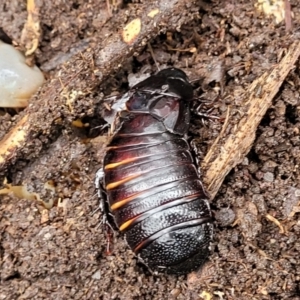 Panesthia australis at Faulconbridge, NSW - 6 Jan 2022