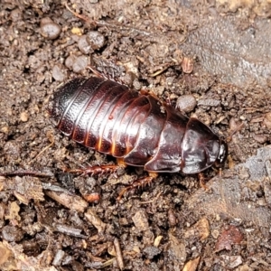 Panesthia australis at Faulconbridge, NSW - 6 Jan 2022