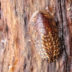 Unidentified Cockroach (Blattodea, several families) at Faulconbridge, NSW - 5 Jan 2022 by tpreston