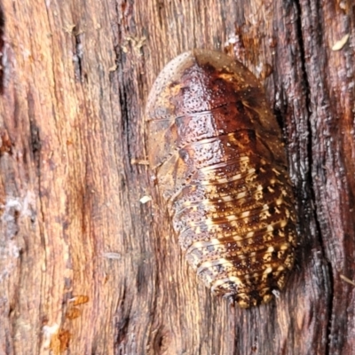 Laxta sp. (genus) (Bark cockroach) at Faulconbridge, NSW - 5 Jan 2022 by trevorpreston