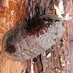 Laxta sp. (genus) at Faulconbridge, NSW - 6 Jan 2022