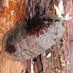 Laxta sp. (genus) at Faulconbridge, NSW - 6 Jan 2022 10:42 AM