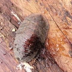 Laxta sp. (genus) at Faulconbridge, NSW - 6 Jan 2022 10:42 AM