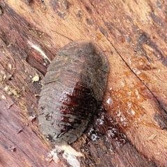 Laxta sp. (genus) at Faulconbridge, NSW - 6 Jan 2022 10:42 AM