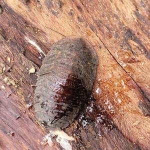 Laxta sp. (genus) at Faulconbridge, NSW - 6 Jan 2022