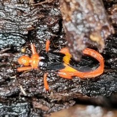 Reduviidae (family) at Faulconbridge, NSW - 5 Jan 2022 by trevorpreston