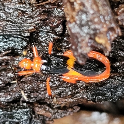 Unidentified Assassin bug (Reduviidae) at Faulconbridge, NSW - 5 Jan 2022 by tpreston