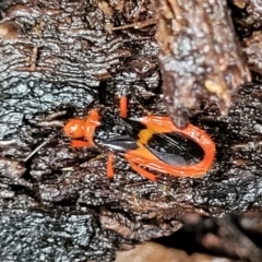 Reduviidae (family) at Faulconbridge, NSW - 6 Jan 2022 09:49 AM