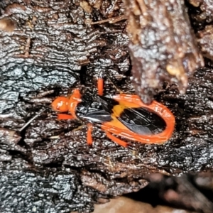 Reduviidae (family) at Faulconbridge, NSW - 6 Jan 2022 09:49 AM