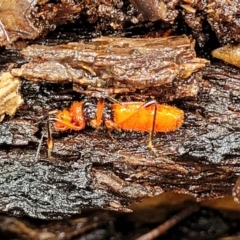 Reduviidae (family) at Faulconbridge, NSW - 6 Jan 2022 09:49 AM