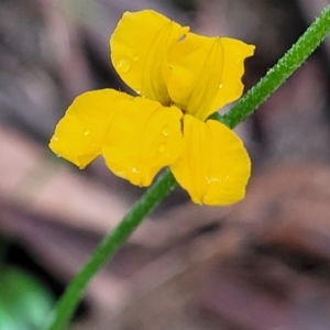 Goodenia bellidifolia subsp. bellidifolia at Katoomba, NSW - 6 Jan 2022